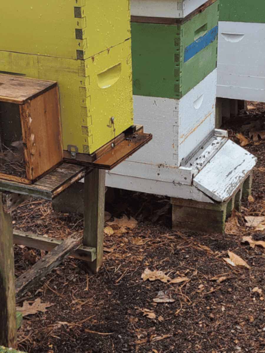 Bee yard at Clark Botanic Garden