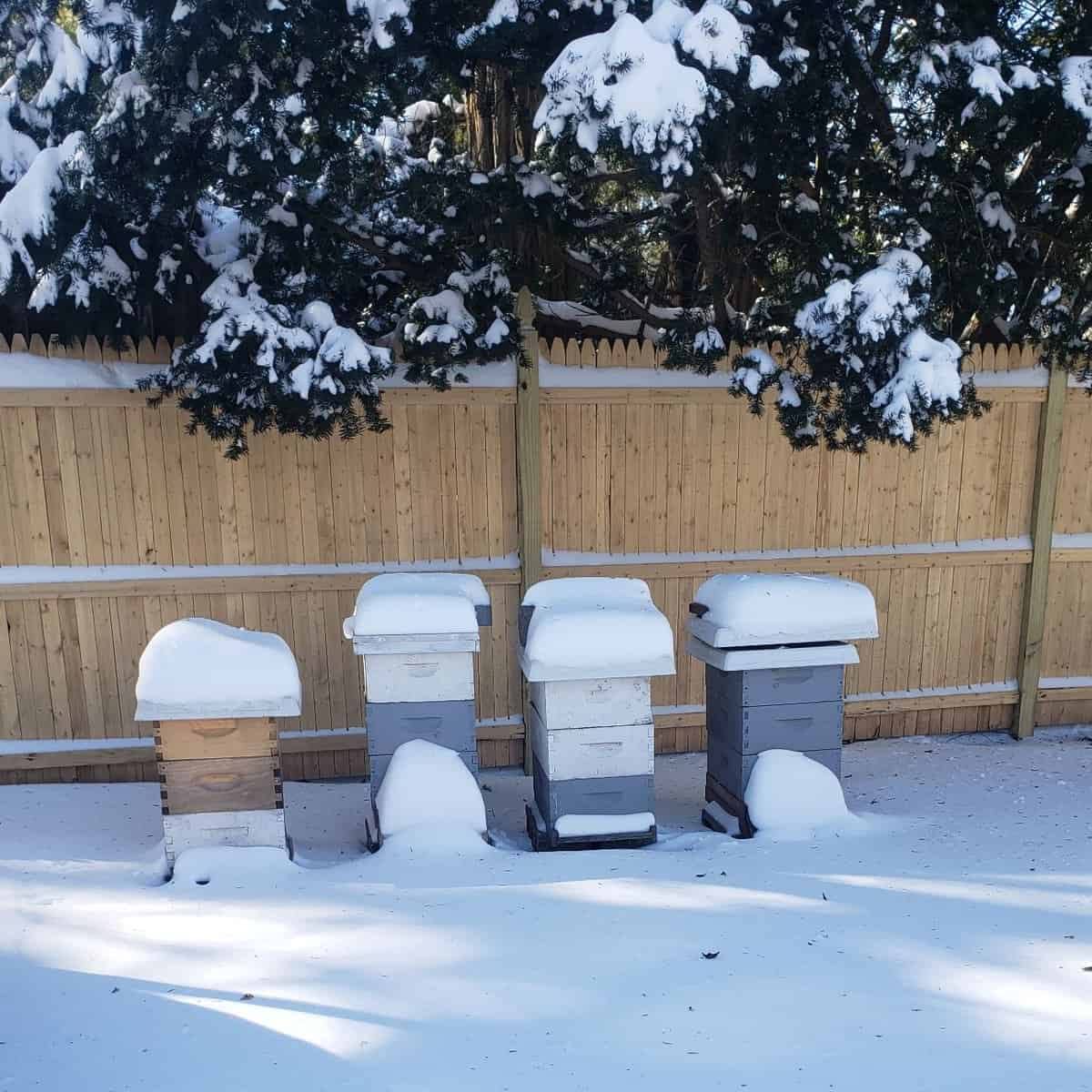 winter bees in snow