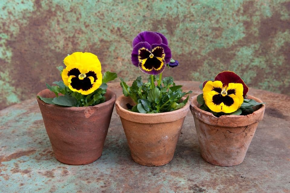 the pansy project flowerpots