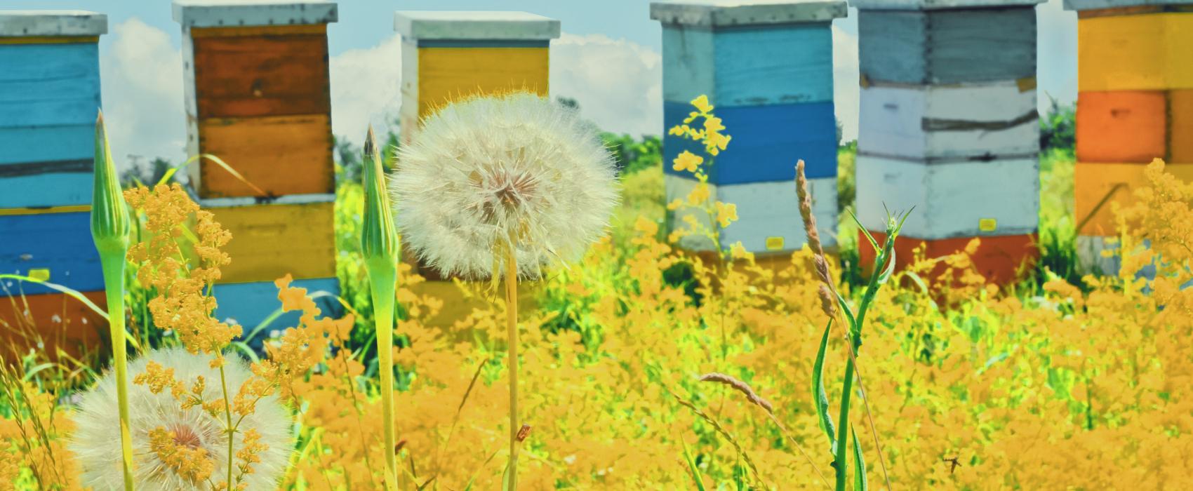 a row of colored beehives with dandelions in the foreground