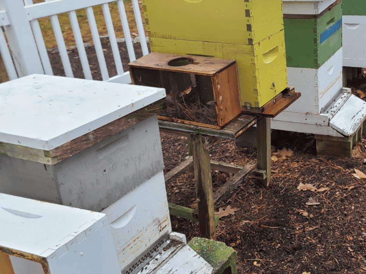 Seasonal beekeeping at Clark Botanic Gardens