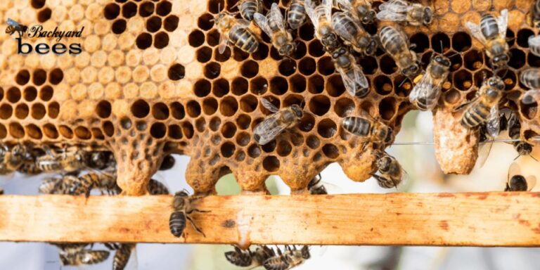close up of a wooden bee frame with 5 queen cells