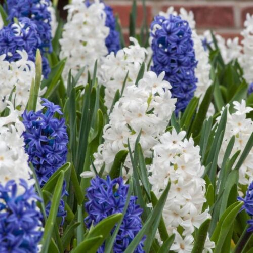 blue and white hyacinths - delta blue variety