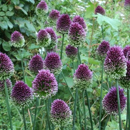 drumstick alliums