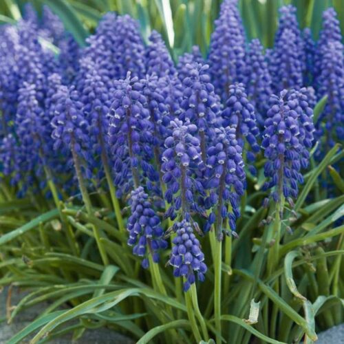 pretty grape hyacinths in bloom