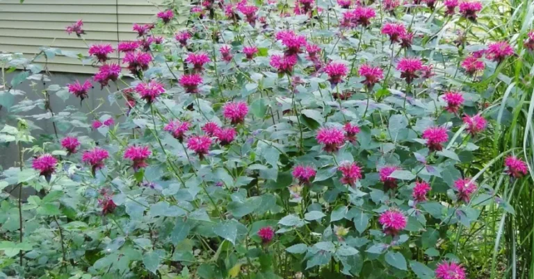 mass of purple monarda on the side of house