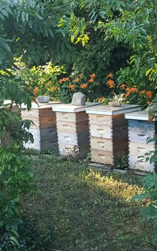 line of 4 beehives with daylilies in background