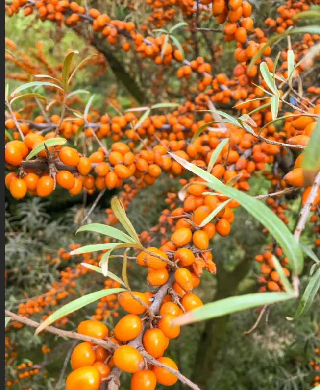 closeup of seabukcthorn berries