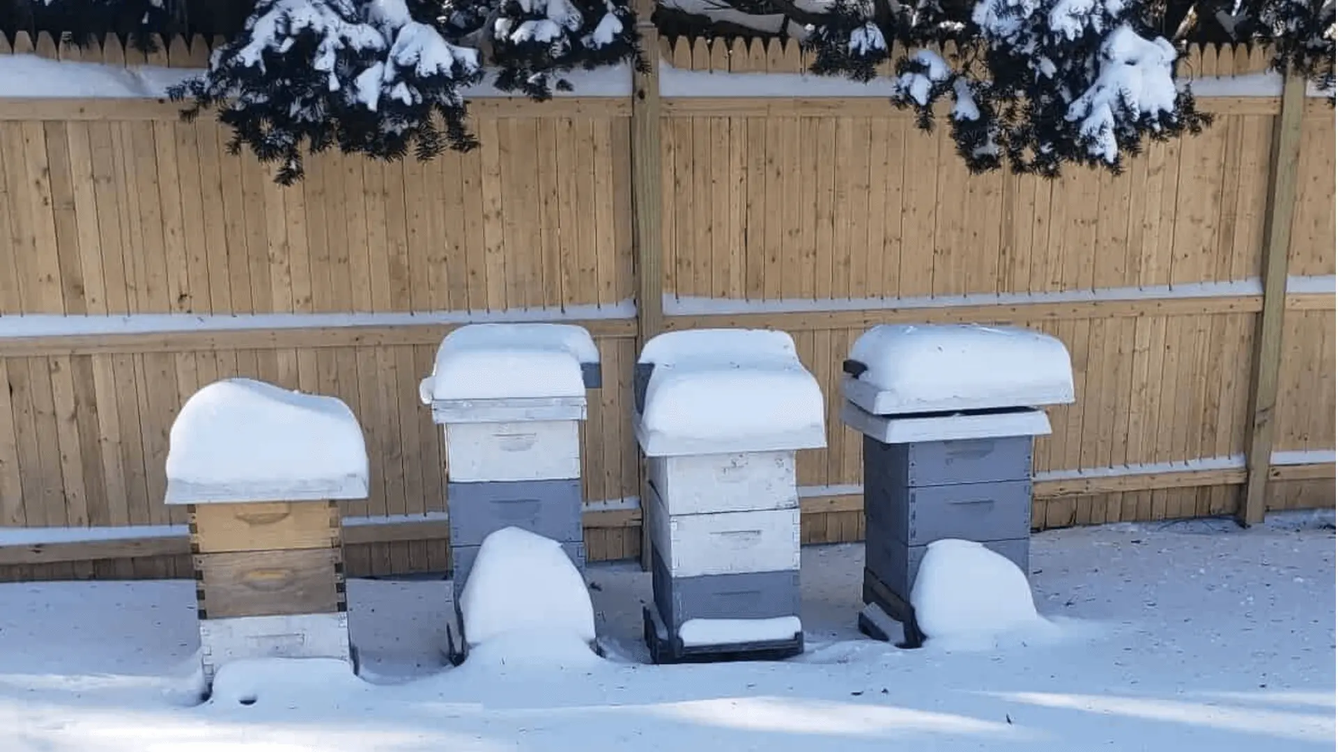 Snow-covered beehives resting quietly in a backyard apiary during winter, symbolizing the Winter Solstice and the season of wishing.