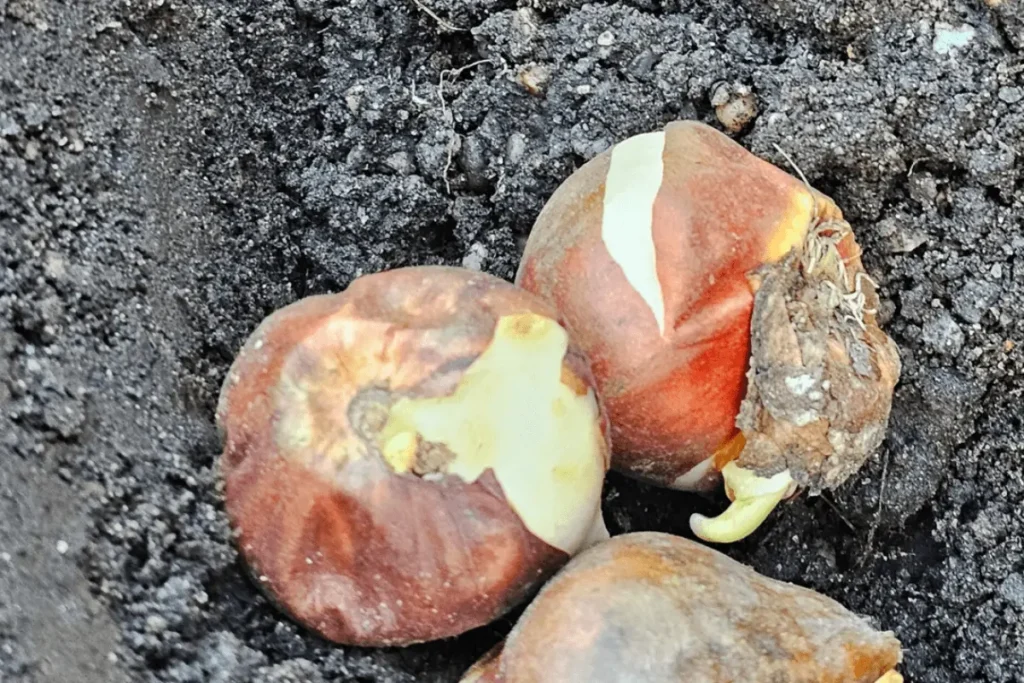 Flower bulbs resting in cold winter soil, beginning their quiet transformation toward spring.