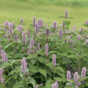 anise hyssop in bloom