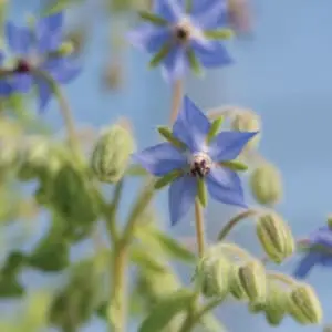 star-shaped blue borage flower with blue sky above