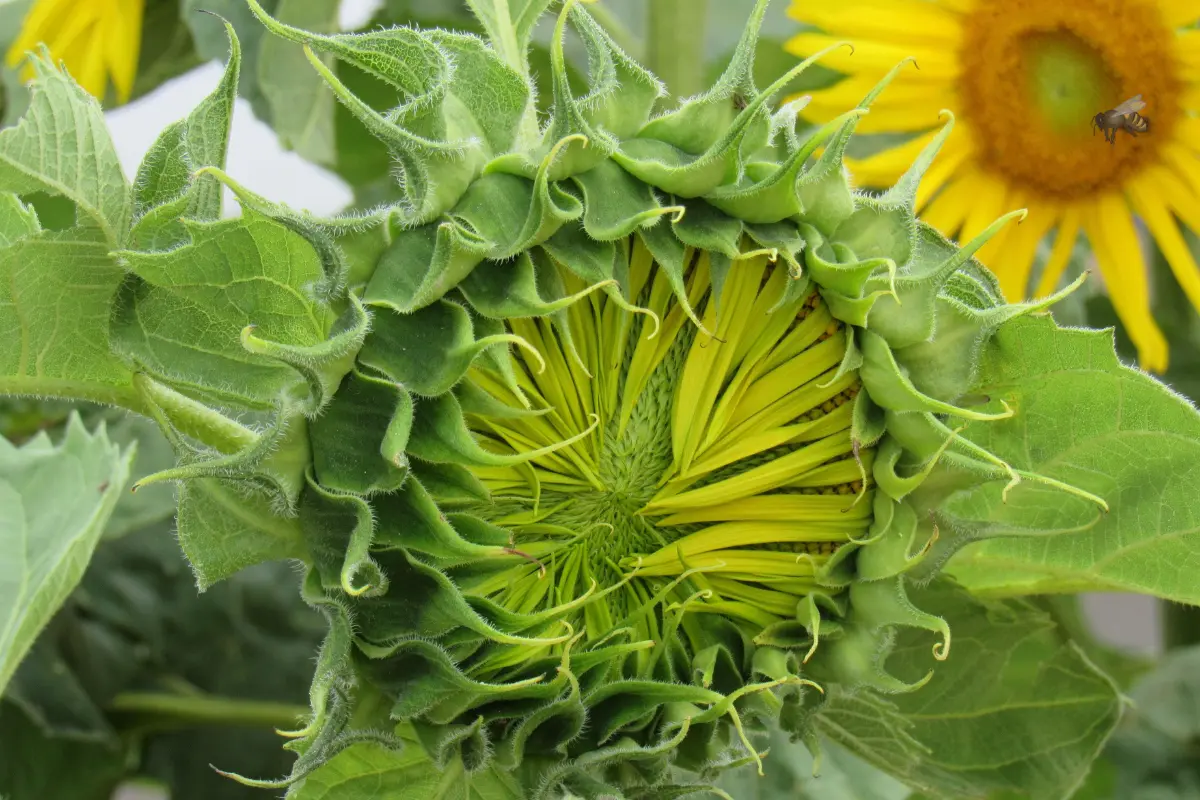 The Grow With Me Project hero, a closeup of a green sunflower , ready to burst
