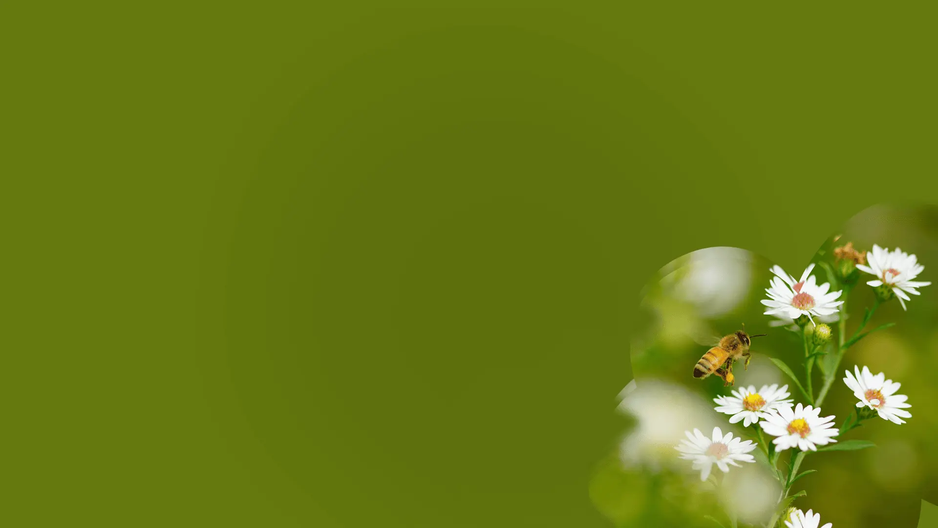 Bee the bee blog hero - hardworking single bee on a cluster of asters on olive green background