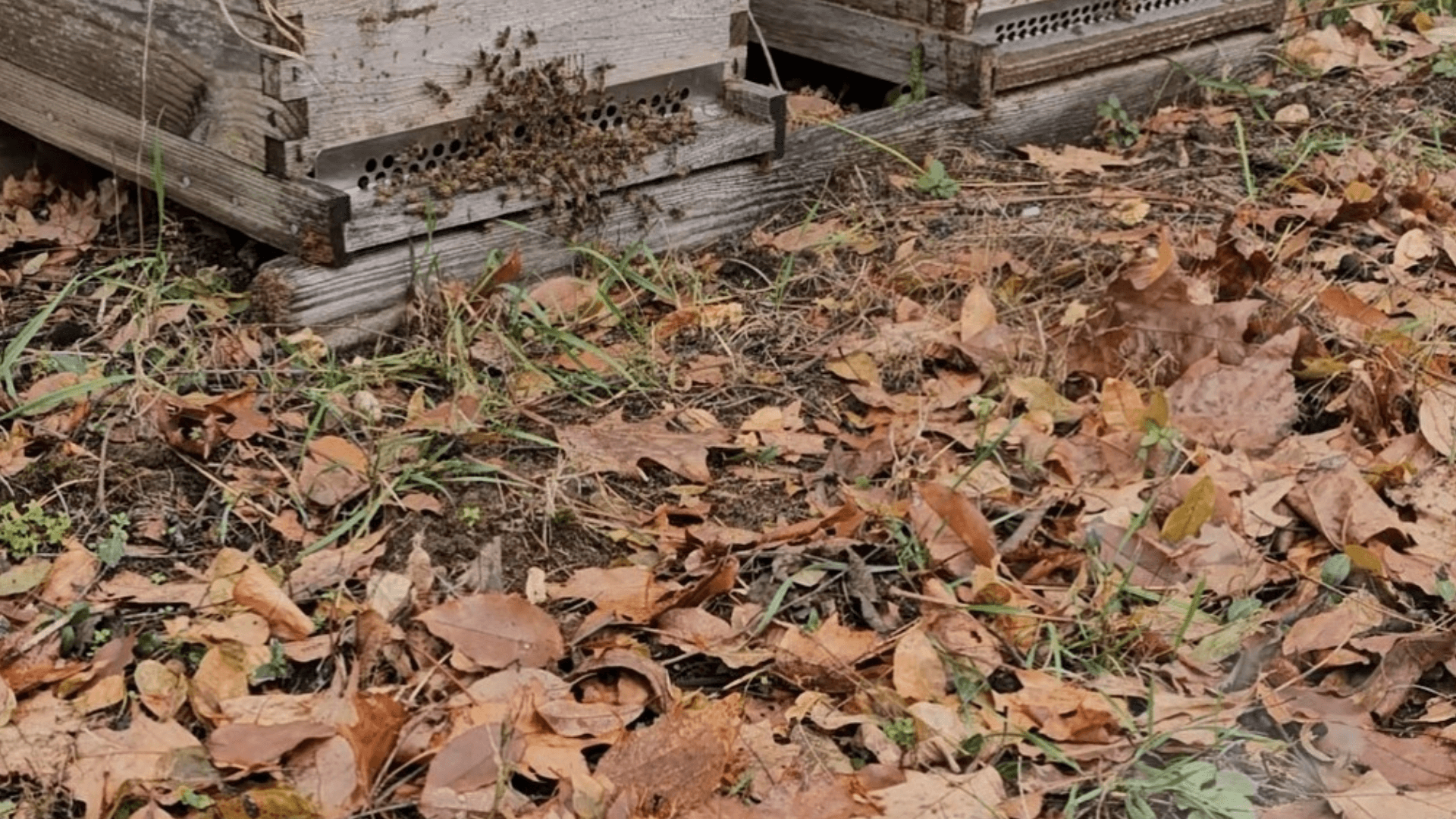 peek at january apiary below a linden tree