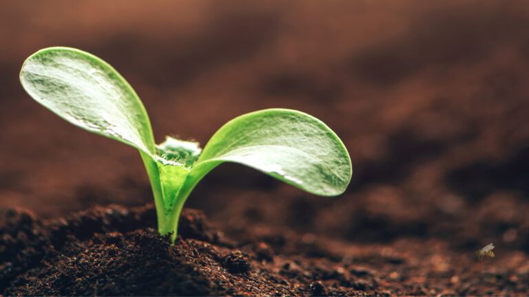 easy bee-friendly seeds for beginner gardeners