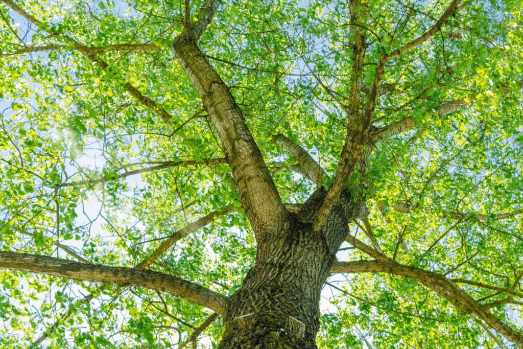 view from the bottom of a linden tree in bloom