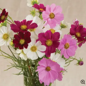 bee-friendly flower seeds for beginners include pretty versailles cosmos