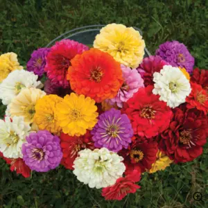 giant colorful zinnias top view on black background