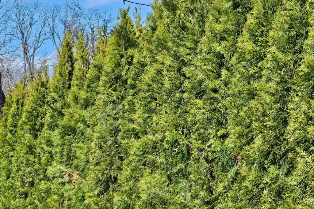 Young arborvitae hedge against a blue sky