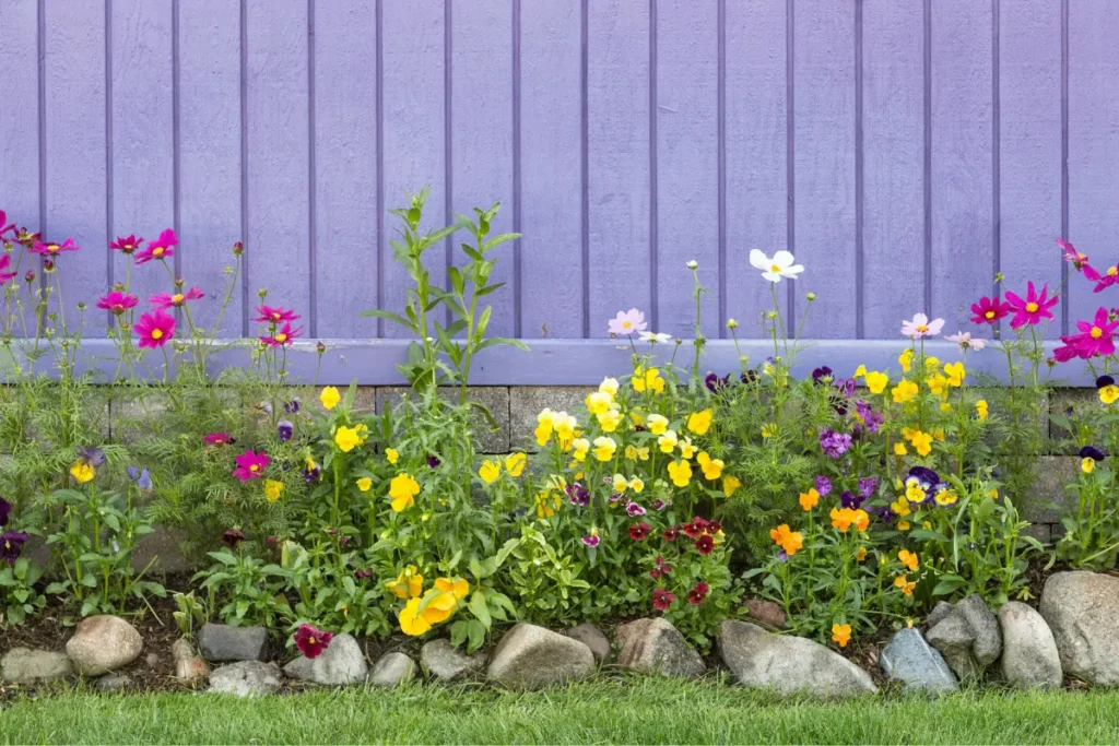 colorful cosmos and flowers in a bee-friendly neighborhood.