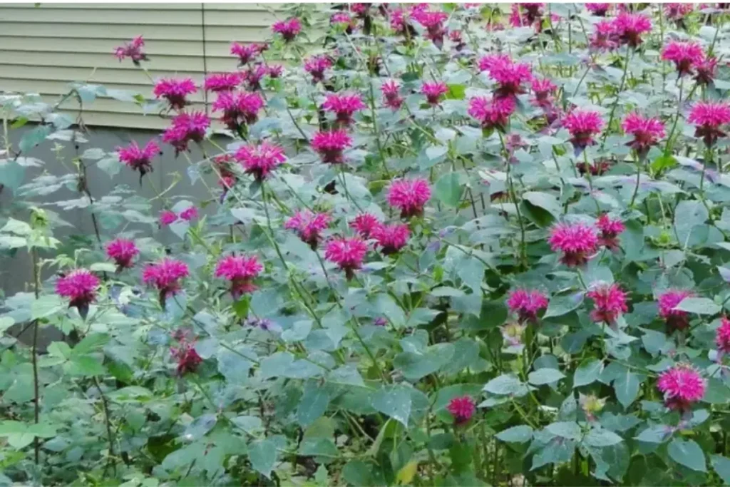 a large cluster of purple bee balm plants offering nectar for bees