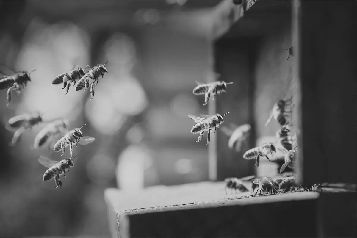 slow motion bees representing the sound of bees buzzing in nature