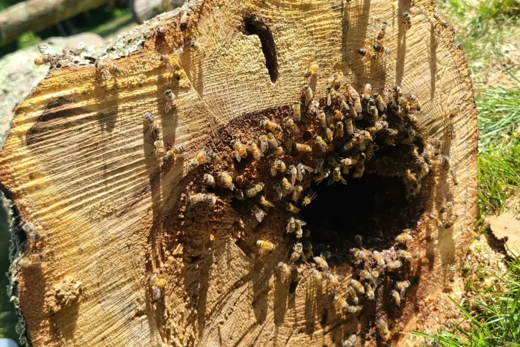 honey bees at the entrance of a colony inside a hollow tree trunk