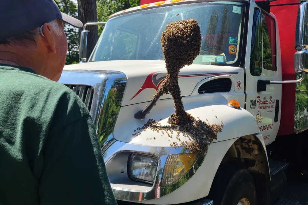 swarm of honey bees clustered on side mirror of tree removal truck