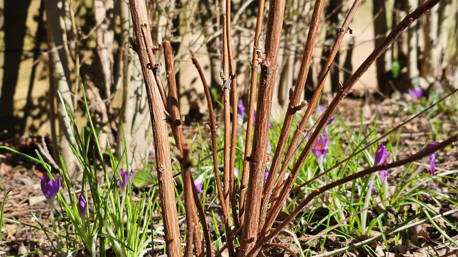 bee-friendly neighborhood with early season purple crocuses