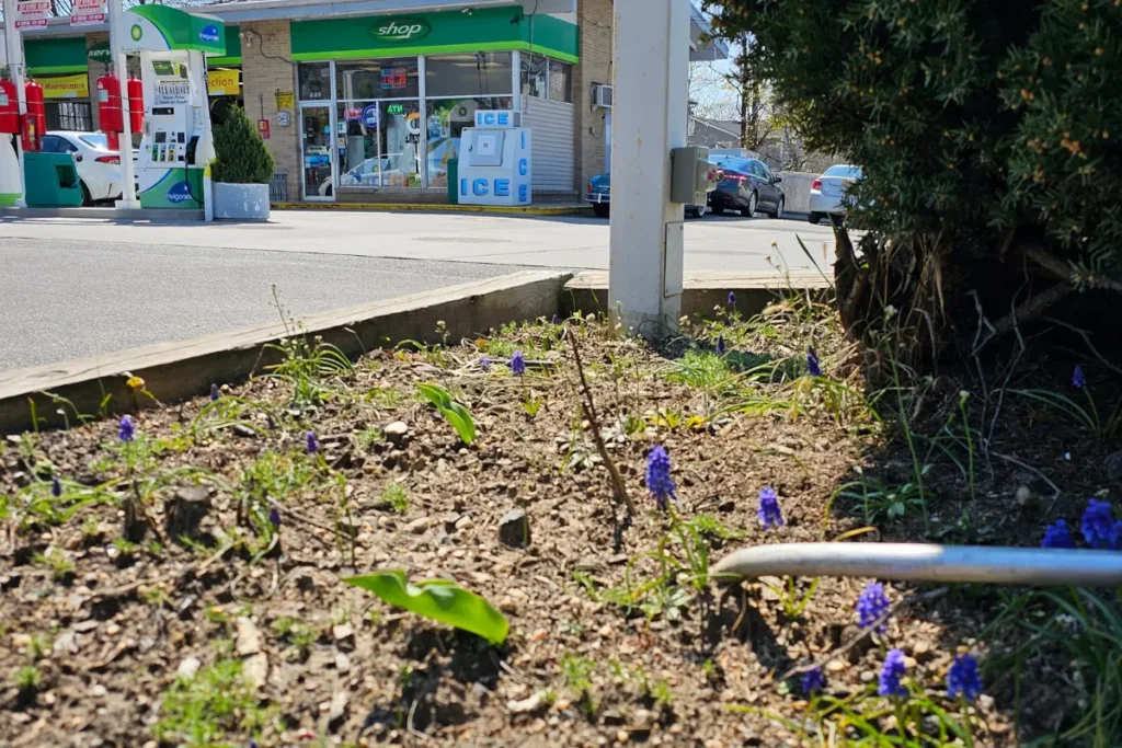Grape hyacinths blooming in a small patch of soil at a gas station