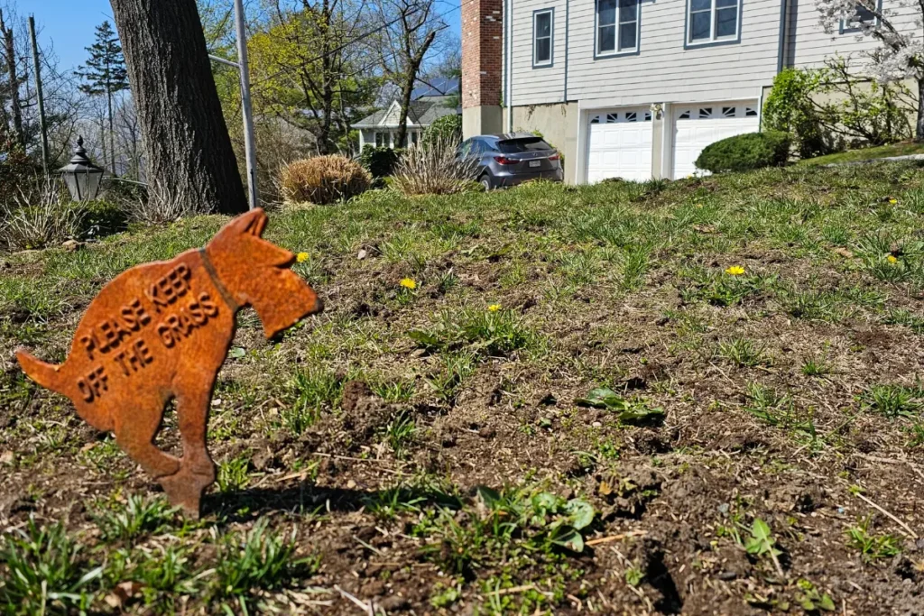 Freshly seeded lawn with early dandelions emerging