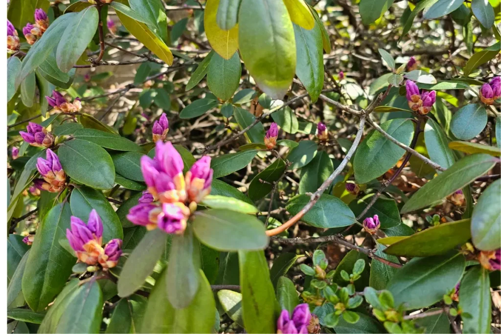 Budding rhododendron not yet in bloom