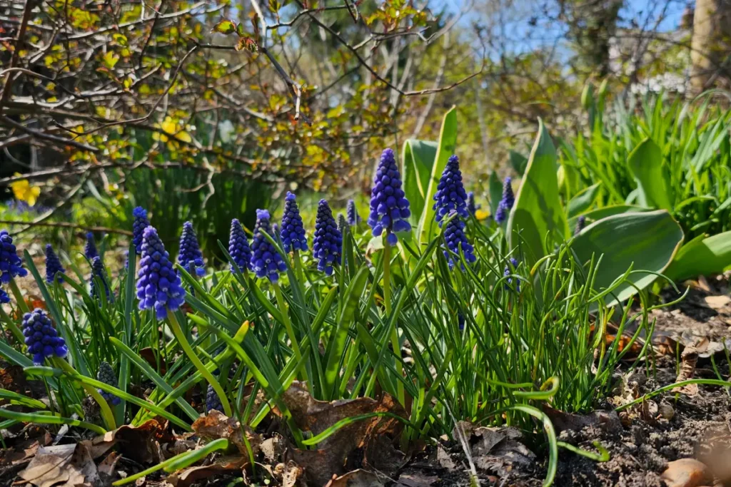 Cluster of grape hyacinth growing along roadside edge