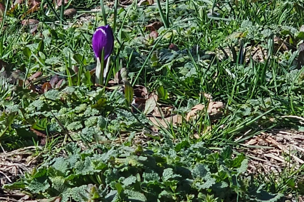single purple crocus emerging