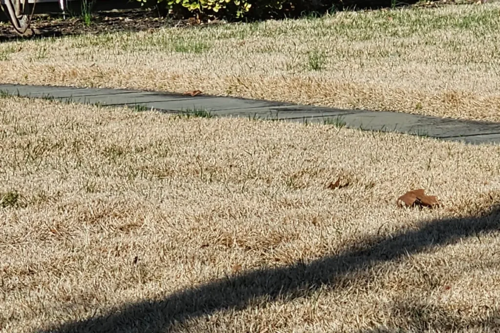 zoysia grass in dormant stage